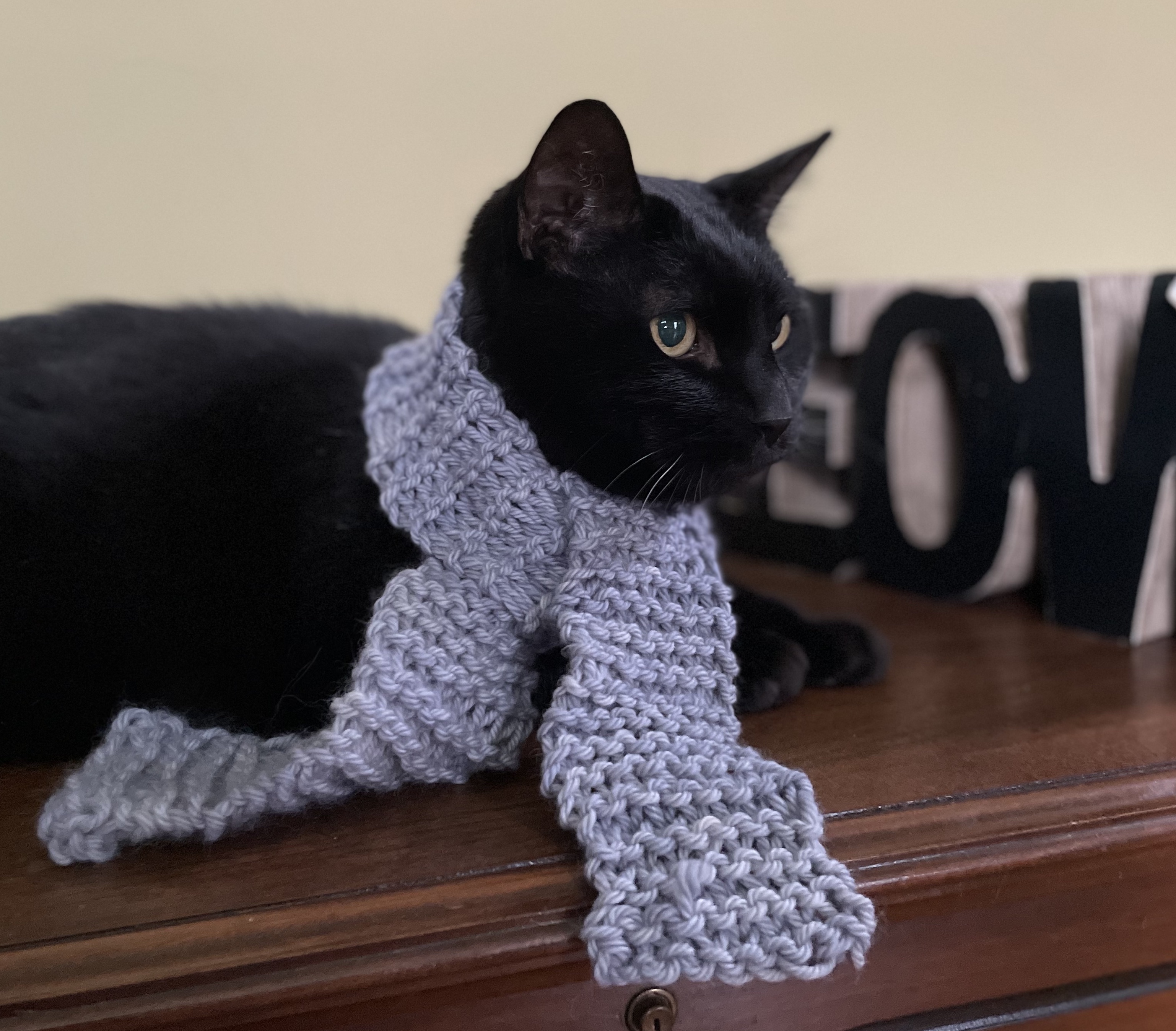 a black cat wearing the grey scarf, looking into the distance